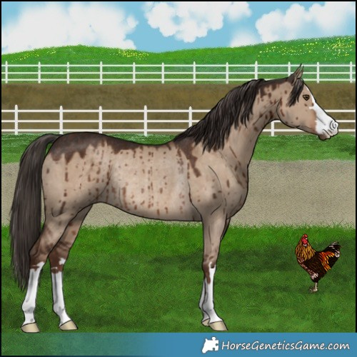 Horse Color:Liver Red Dun Rabicano Brindle 