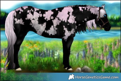 Horse Color:Void Watercolor White Spotted Cremello Onyx Splash Rabicano 