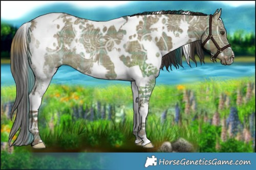 Horse Color:Plaid  White Spotted Liver Red Dun Ice Tobiano Rabicano 