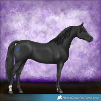 Horse Color:Black  and Black 