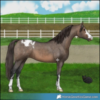 Horse Color:Brown Dun Appaloosa 