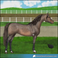 Horse Color:Brown Dun Appaloosa 