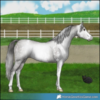 Horse Color:Gray Smoky Grullo Sabino Appaloosa 