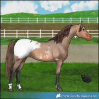 Horse Color:Bay Dun Snowcap 