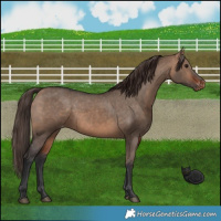 Horse Color:Bay Dun Appaloosa