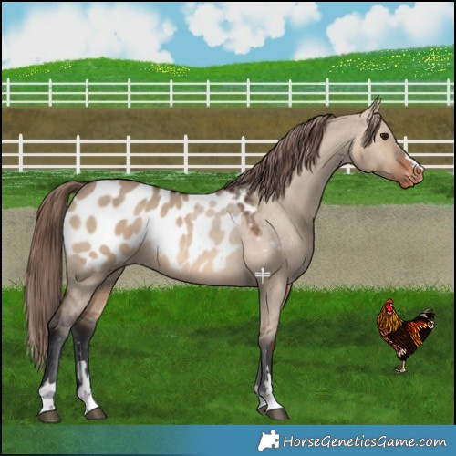 Horse Color:Brown Dun Appaloosa 