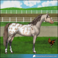 Horse Color:Brown Dun Appaloosa 