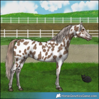Horse Color:Liver Red Dun Near Leopard 