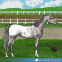 Horse Color:Grullo Appaloosa 