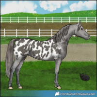 Horse Color:Grullo Appaloosa 