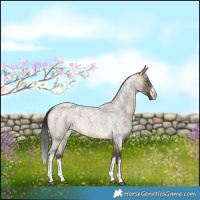 Horse Color:White Spotted Buckskin Roan Dun 