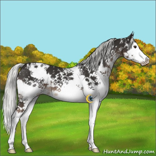 Horse Color:White Spotted Liver Chestnut Mushroom Splash 