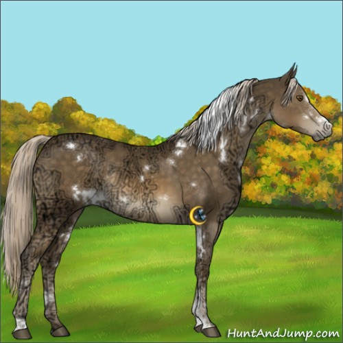 Horse Color:White Spotted Chocolate Palomino Ice Mushroom Sabino Rabicano 