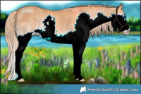 Horse Color:Plaid  White Spotted Chocolate Palomino Dun Splash 