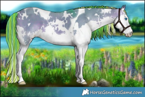 Horse Color:Painted Watercolor White Spotted Brown Dun Splash Tobiano 