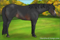 Horse Color:Black  and Brown 
