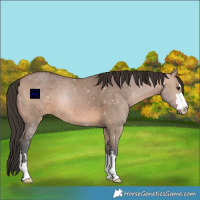 Horse Color:Bay Dun