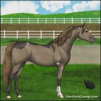 Horse Color:Smoky Grullo Varnish 