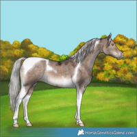Horse Color:Silver Brown Ice Dun Mushroom Tobiano 