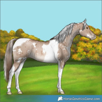 Horse Color:White Spotted Grullo Pearl Mushroom Tobiano Brindle 