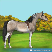 Horse Color:Brown Dun Tobiano 