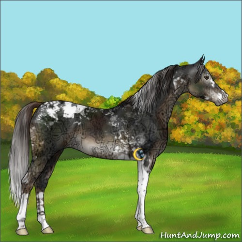 Horse Color:Gray Liver Chestnut Ice Splash Tobiano 