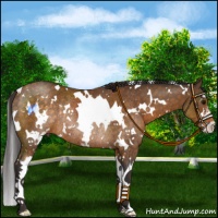 Horse Color:White Spotted Buckskin Sabino Rabicano