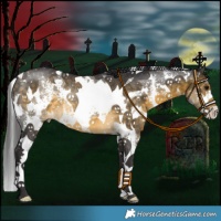 Horse Color:White Spotted Buckskin Sabino Rabicano