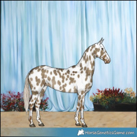 Horse Color:Chocolate Palomino Dun Appaloosa 