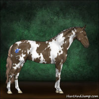 Horse Color:White Spotted Chocolate Palomino  and Gray White Spotted Liver Chestnut 