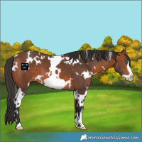Horse Color:White Spotted Bay Frame 