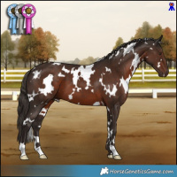 Horse Color:White Spotted Liver Chestnut