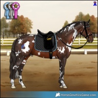 Horse Color:White Spotted Liver Chestnut