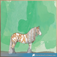 Horse Color:Palomino Sabino Near Leopard 