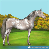 Horse Color:White Spotted Liver Red Dun Ice Mushroom