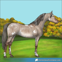 Horse Color:White Spotted Liver Red Dun Mushroom Brindle 