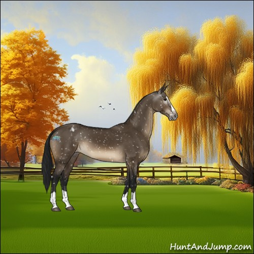 Horse Color:Gray Brown Dun Splash Appaloosa 