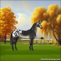 Horse Color:Gray Brown Appaloosa Rabicano 