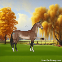 Horse Color:Gray Brown Appaloosa 