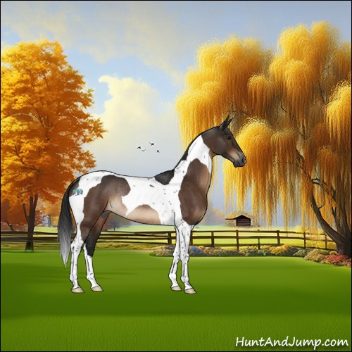 Horse Color:Gray Brown Tobiano Rabicano 