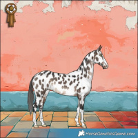 Horse Color:Brown Dun Appaloosa Brindle 