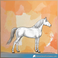 Horse Color:Liver Red Dun Appaloosa 