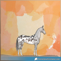Horse Color:Brown Appaloosa 