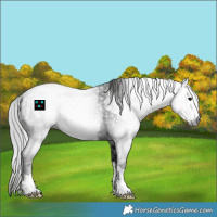 Horse Color:Gray Black and Gray Black