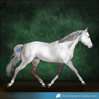 Horse Color:Gray Liver Chestnut Tobiano 