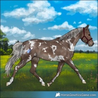 Horse Color:White Spotted Silver Black 