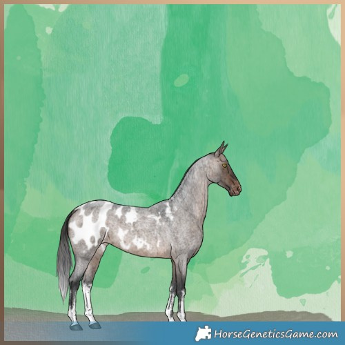 Horse Color:White Spotted Brown Roan Dun Appaloosa Brindle