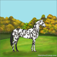Horse Color:Gray Grullo Appaloosa Brindle 
