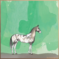 Horse Color:White Spotted Brown Roan Onyx Appaloosa 