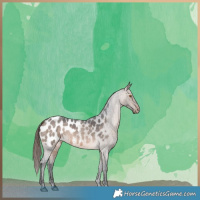 Horse Color:Brown Roan Dun Appaloosa 